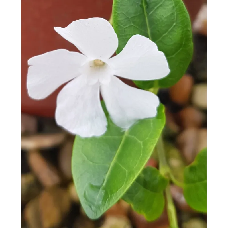 Vinca minor 'Alba' / Petite Pervenche blanche / Conteneur de 3 à 4 litres / Vivace