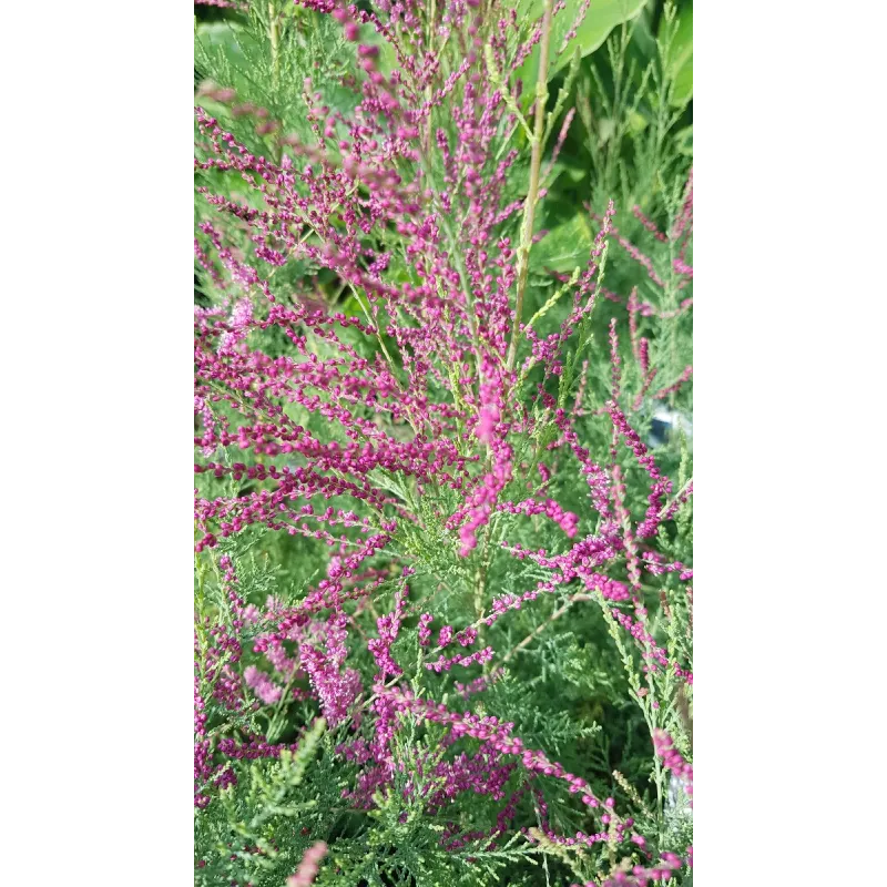Tamarix ramosissima 'Rosea' / Tamaris d'été rose / Conteneur de 3 à 4 litres