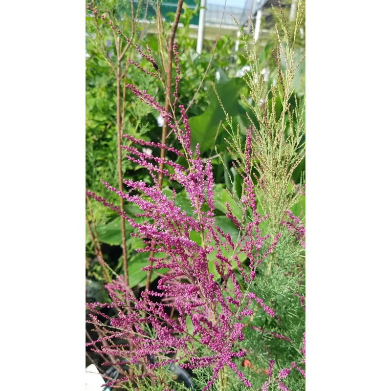 Tamarix ramosissima 'Rubra' / Tamaris d'été rouge / Conteneur de 7 à 10 litres