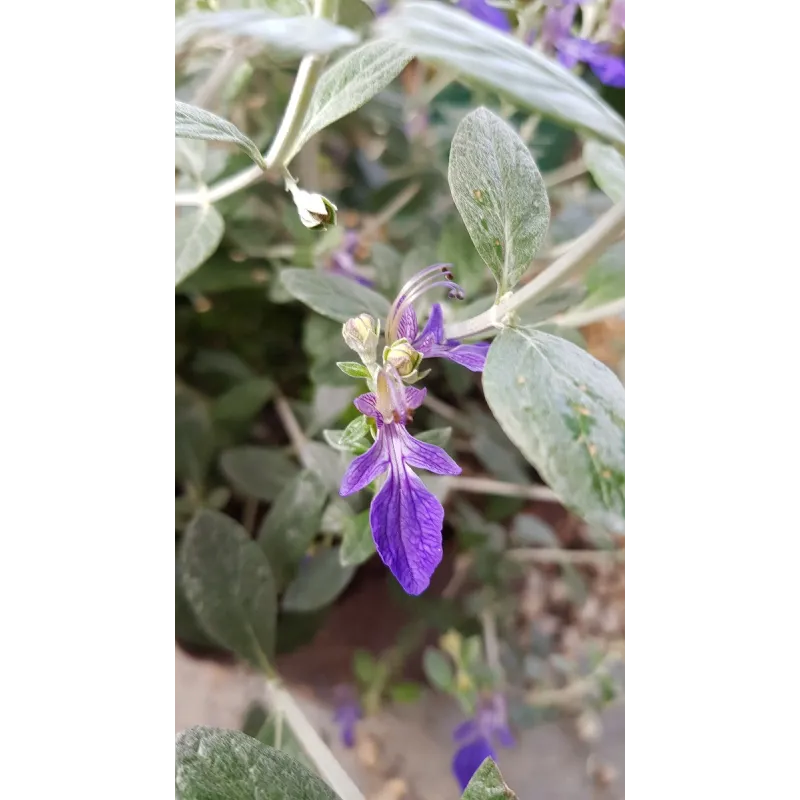 Teucrium fruticans / Germandrée arbustive / Conteneur de 3 à 4 litres 