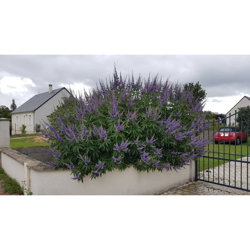Vitex agnus-castus 'Latifolia' / Arbre au poivre / Conteneur de 7 à 10 litres