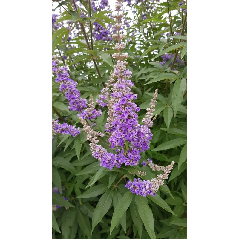Vitex agnus-castus / Arbre au poivre / Conteneur de 3 à 4 litres