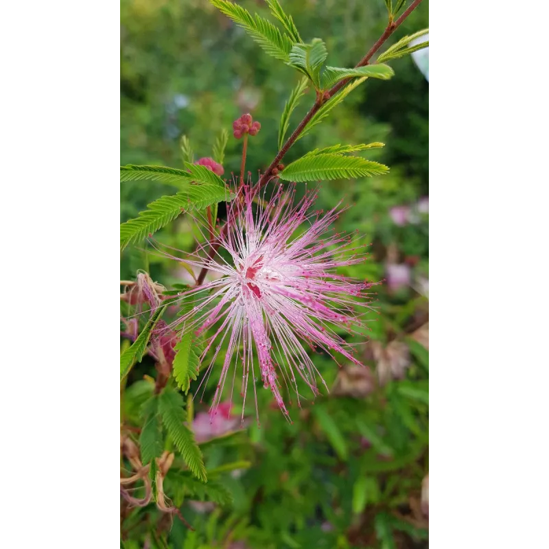 Calliandra surinamensis 'Dixie Pink' / Arbre aux houpettes du Surinam / Conteneur de 7 à 10 litres