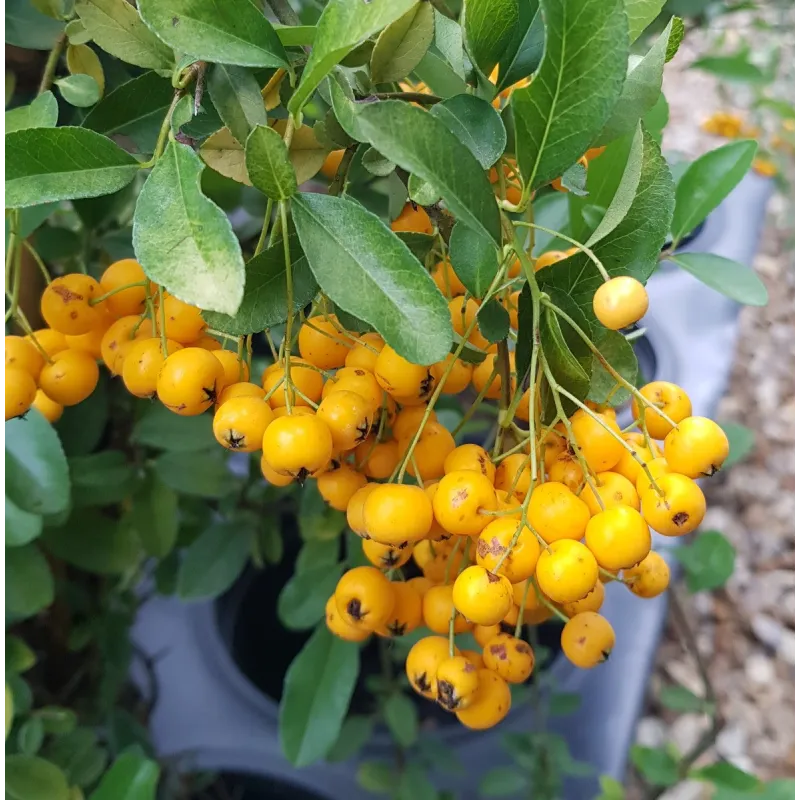 Pyracantha x 'Soleil d'or' / Buisson ardent jaune / Conteneur de 7 à 10 litres