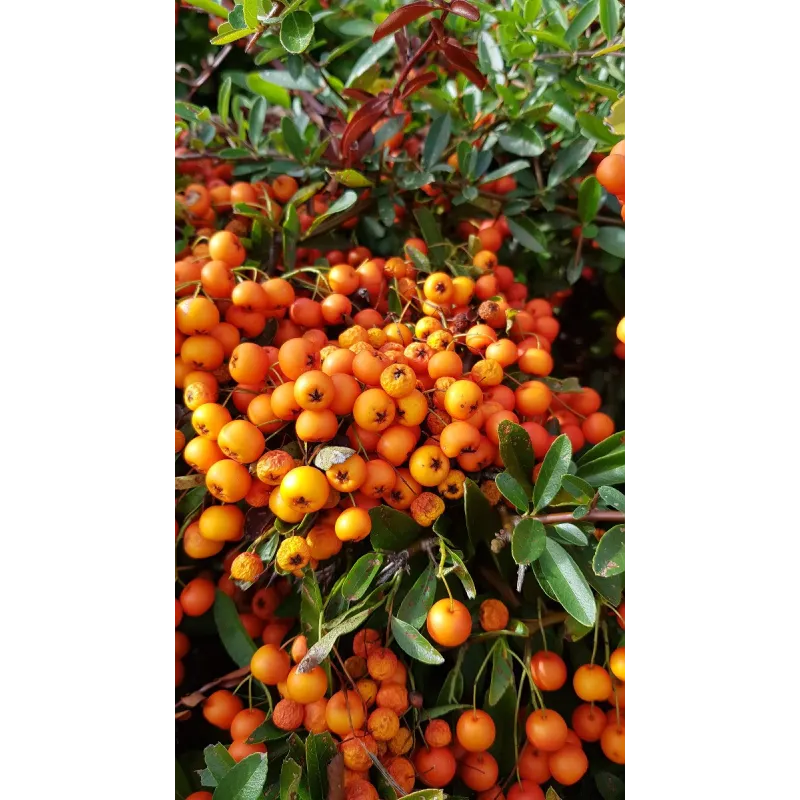 Pyracantha x 'Orange glow' / Buisson ardent orange / Conteneur de 7 à 10 litres
