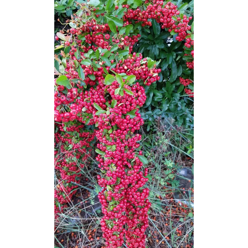 Pyracantha coccinea 'Red Column' / Buisson ardent rouge / Conteneur de 7 à 10 litres