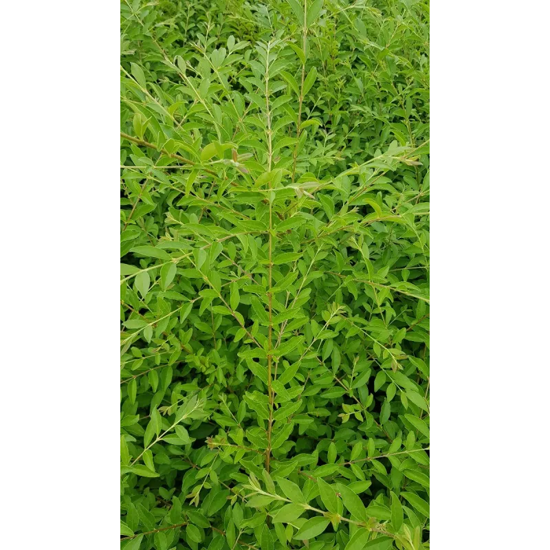 Ligustrum sinense / Troène de Chine / Conteneur de 3 à 4 litres