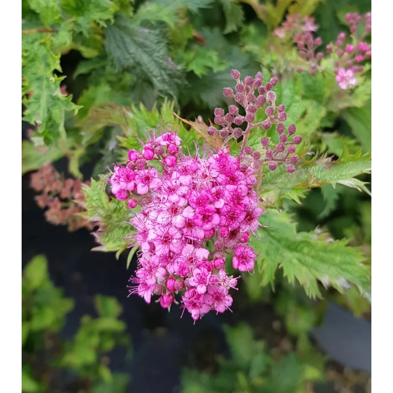 Spiraea japonica 'Crispa' / Spirée japonaise crispée / Conteneur de 7 à 10 litres