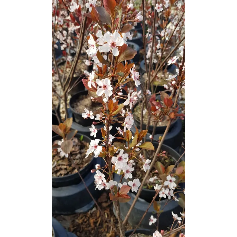 Prunus x cistena / Prunier des sables / Conteneur de 7 à 10 litres 