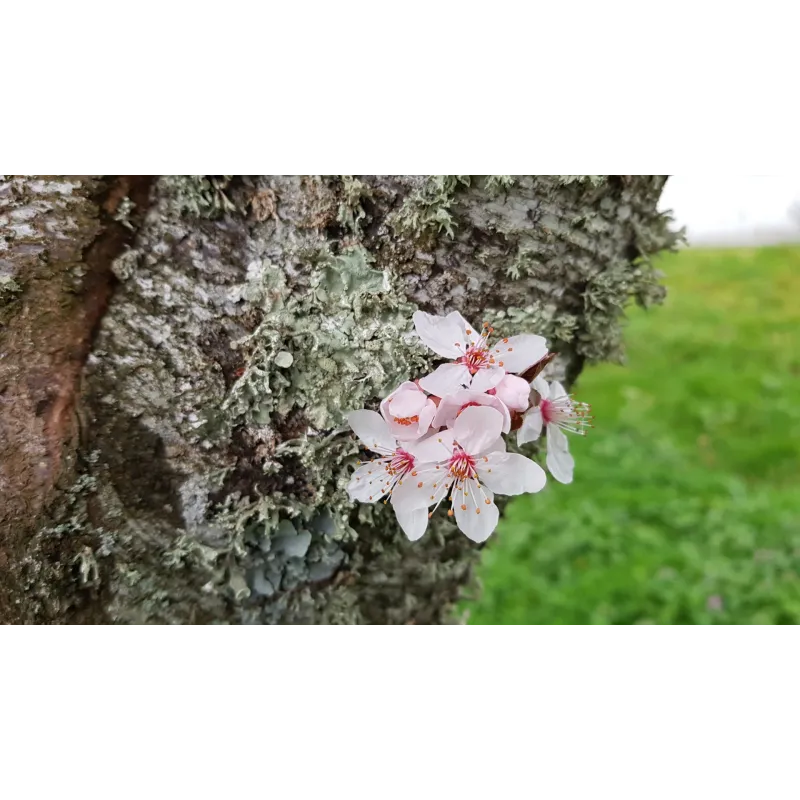 Prunus cerasifera 'PIssardii Nigra' / Prunier pourpre / Conteneur de 7 à 10 litres / Touffe