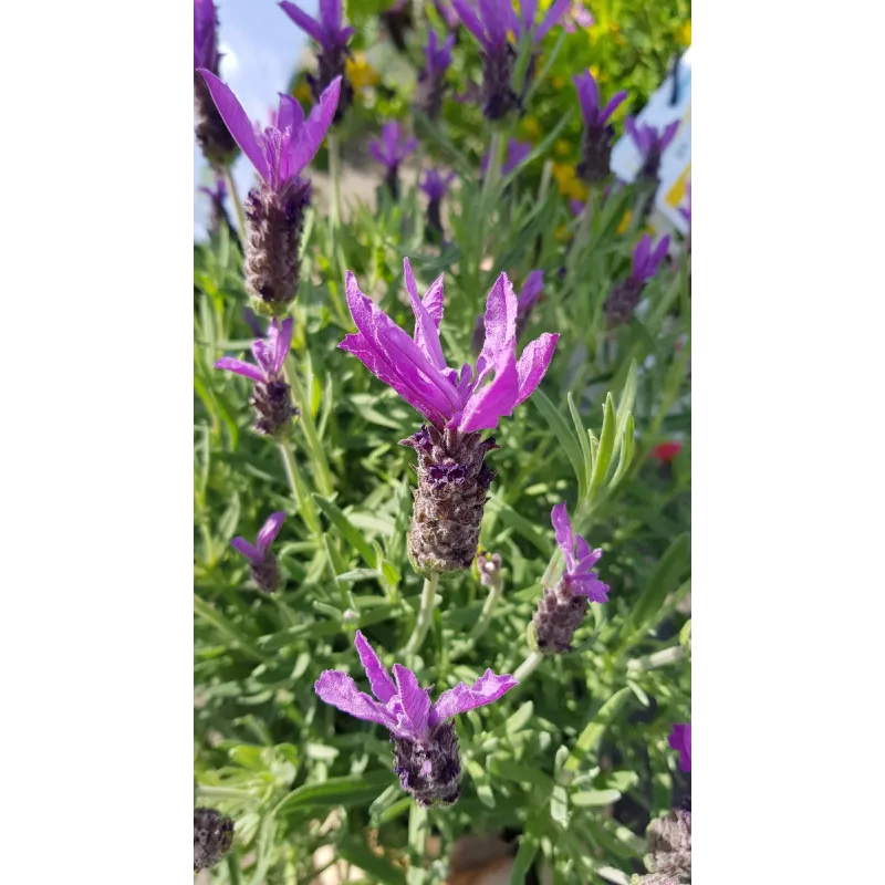 Lavandula stoechas / Lavande papillon / Conteneur de 5 à 6 litres