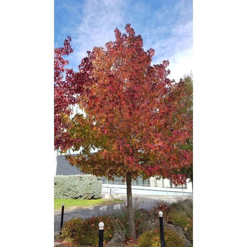 Liquidambar styraciflua / Copalme d'Amérique / Conteneur de 7 à 10 litres / Arbre
