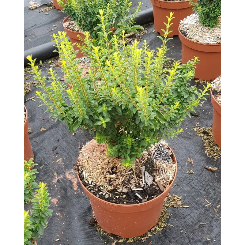 Ligustrum sinense 'Eugène Clive' / Troène de Chine nain / Conteneur de 3 à 4 litres