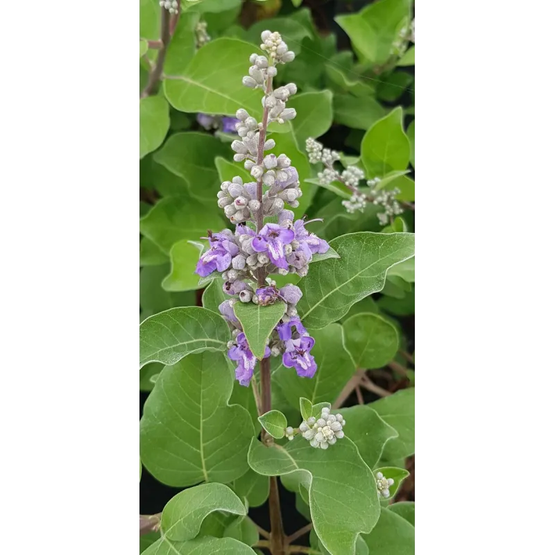 Vitex x CHICAGOLAND BLUES® 'Daniel Searle' / Arbre au poivre / Conteneur de 3 à 4 litres
