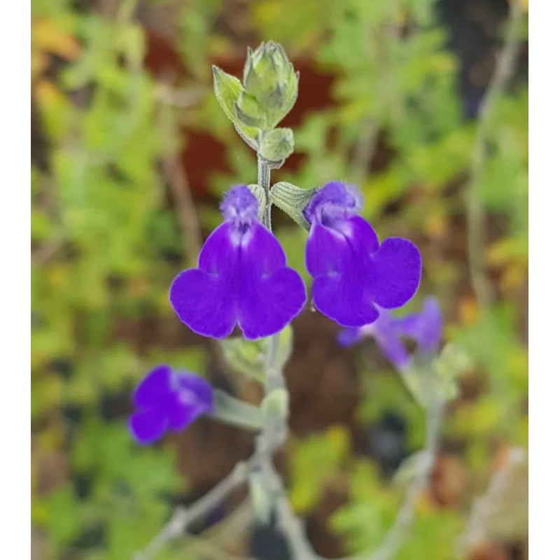 Salvia chamaedryoides / Sauge bleue du Mexique / Conteneur de 3 à 4 litres / Vivace