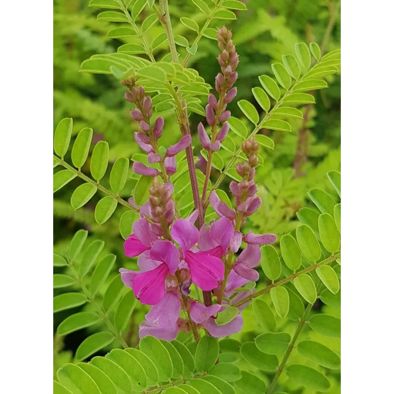 Indigofera heterantha 'Gerardiana' / Indigotier rose / Conteneur de 3 à 4 litres / Arbuste