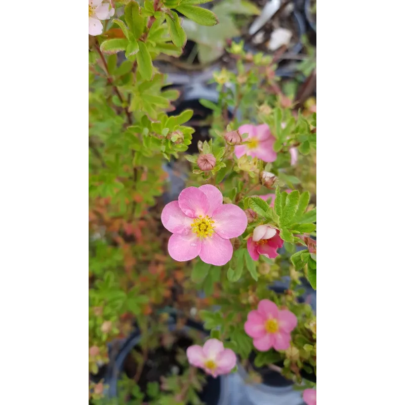 Potentilla fruticosa LOVELY PINK® 'Pink Beauty' / Potentille rose clair / Conteneur de 3 à 4 litres