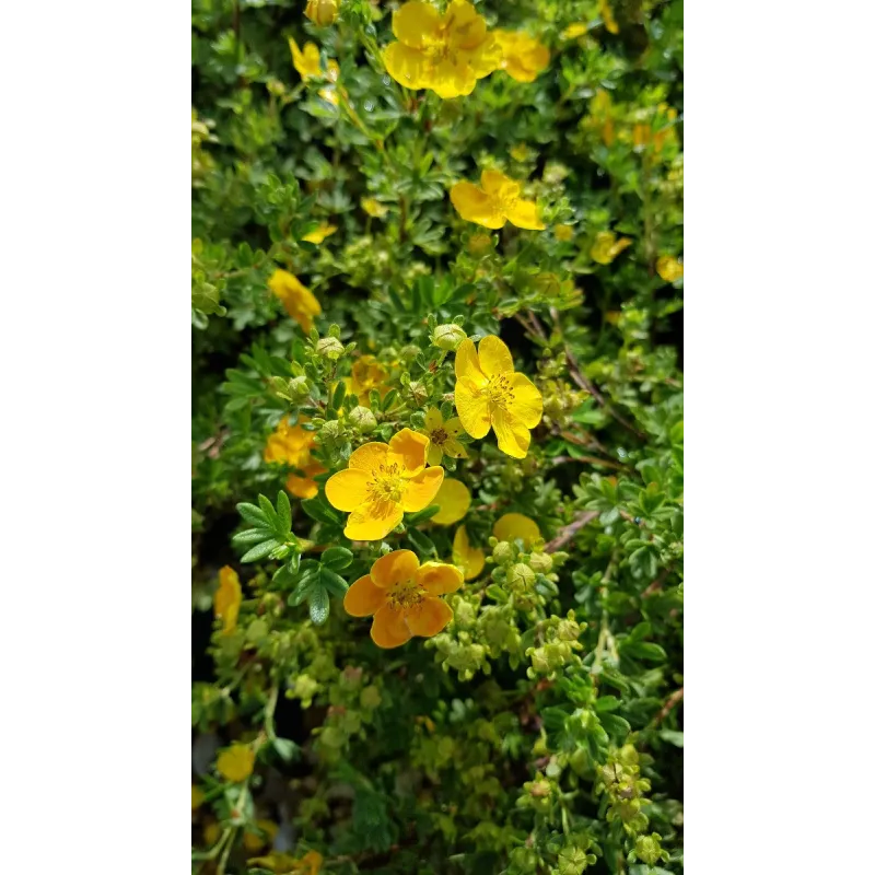 Potentilla fruticosa 'Tangerine' / Potentille orange puis jaune / Conteneur de 3 à 4 litres