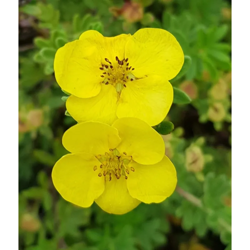 Potentilla fruticosa var. arbuscula / Potentille jaune clair / Conteneur de 3 à 4 litres