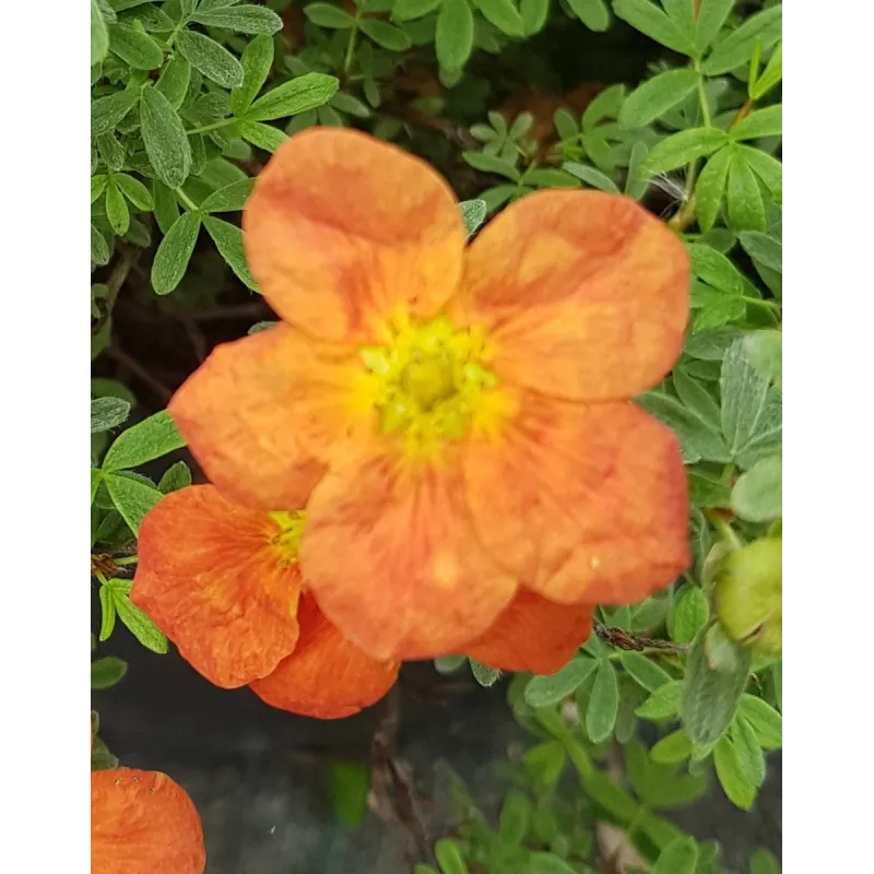 Potentilla fruticosa 'Hopley's Orange' / Potentille orange / Conteneur de 3 à 4 litres