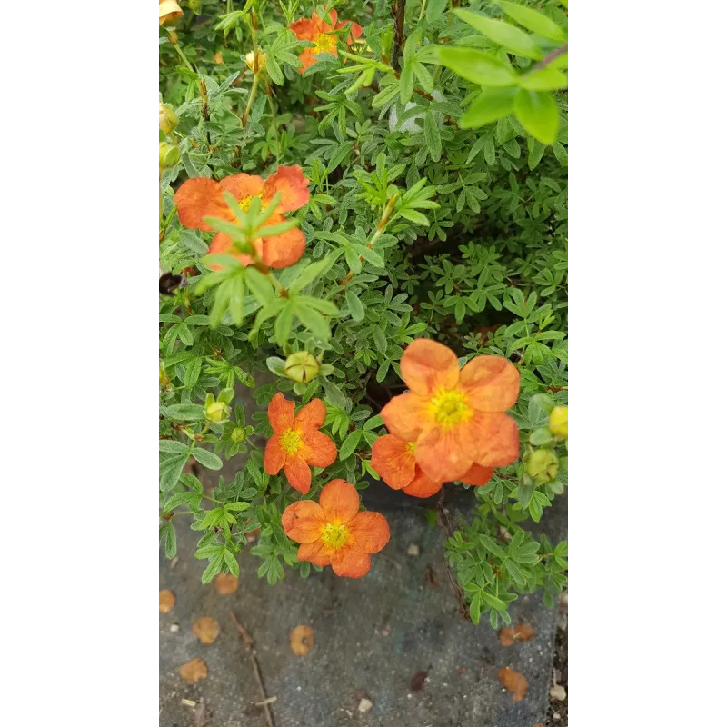 Potentilla fruticosa 'Red joker' / Potentille rouge orangé / Conteneur de 3 à 4 litres