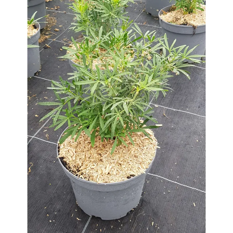 Choisya ternata SCENTED GEM® 'Lissbrid' / Oranger du Mexique / Conteneur de 3 à 4 litres