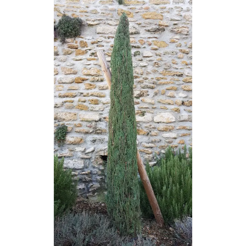 Cupressus sempervirens 'Stricta' / Cyprès d'Italie / Conteneur de 3 à 4 litres