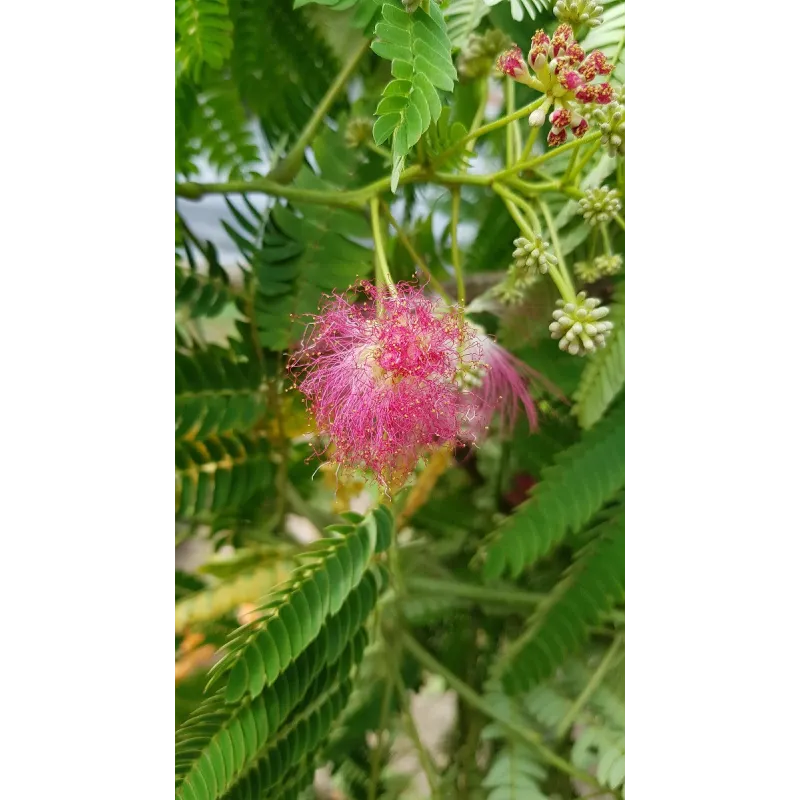 Albizia julibrissin OMBRELLA® 'Boubri' / Arbre à soie à fleurs rose / Conteneur de 3 à 4 litres 