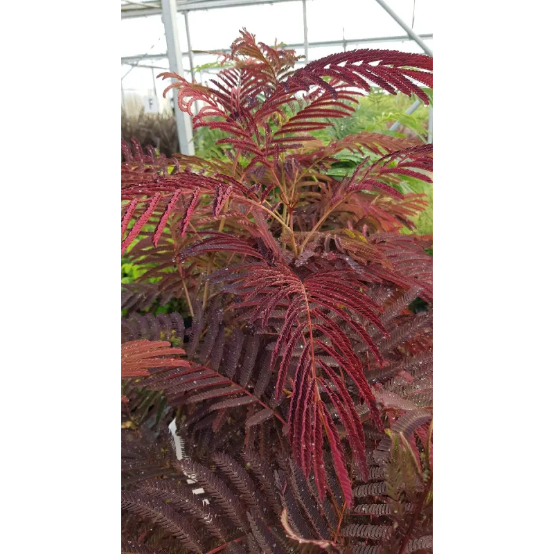 Albizia julibrissin 'Summer Chocolate'® / Arbre à soie poupre / Conteneur de 3 à 4 litres 