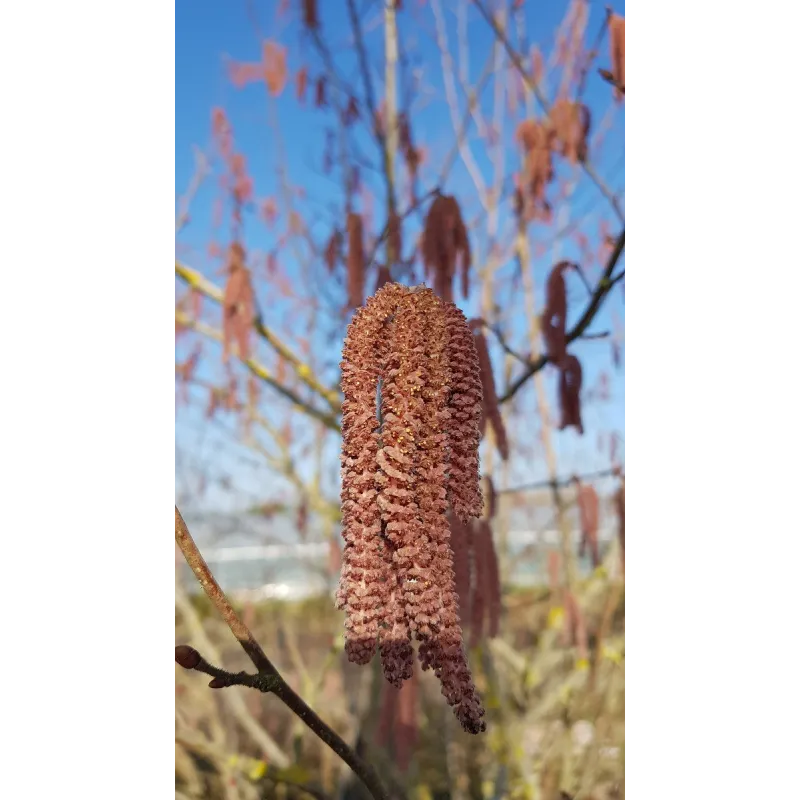 Corylus maxima 'Purpurea' / Noisetier pourpre / Conteneur de 1 à 1.9 litres / Touffe