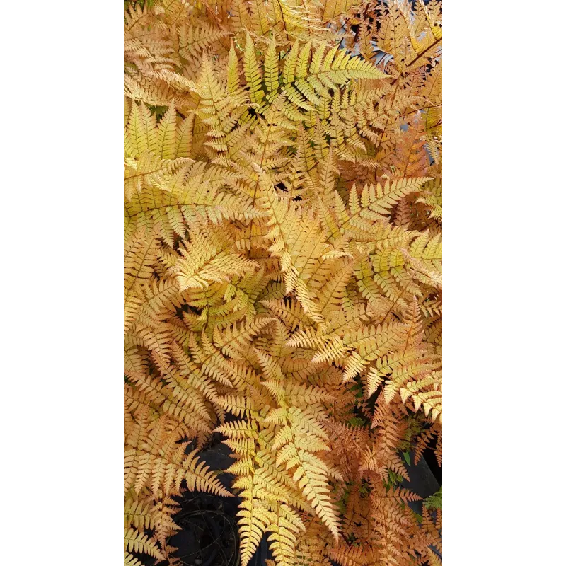 Dryopteris erythrosora 'Prolifica' / Fougère rose cuivré / Conteneur de 3 à 4 litres