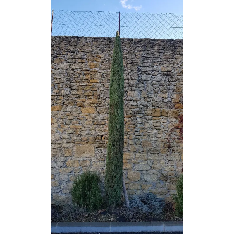 Cupressus sempervirens 'Totem' / Cyprès d'Italie compact / Conteneur de 7 à 10 litres