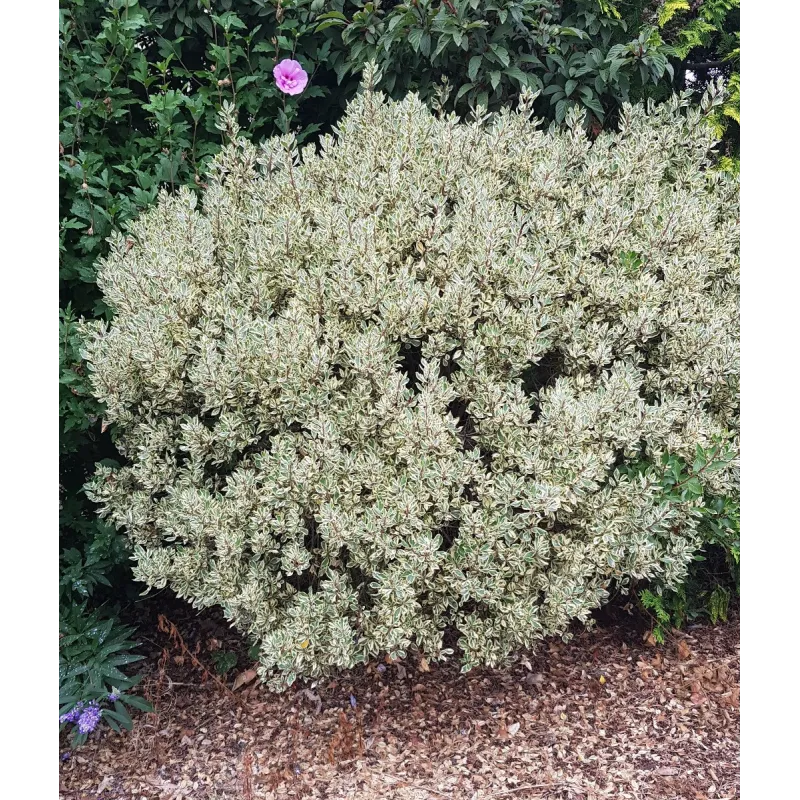 Rhamnus alaternus 'Argenteovariegata' / Alaterne panaché / Conteneur de 3 à 4 litres