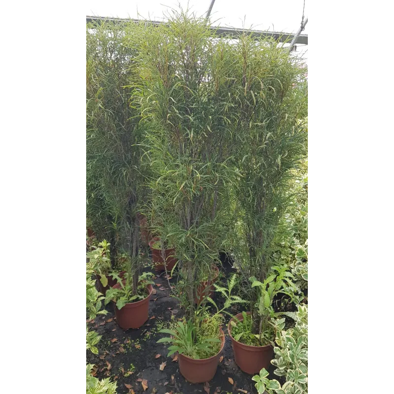 Rhamnus frangula FINE LINE® 'Ron Williams' / Bourdaine / Conteneur de 7 à 10 litres