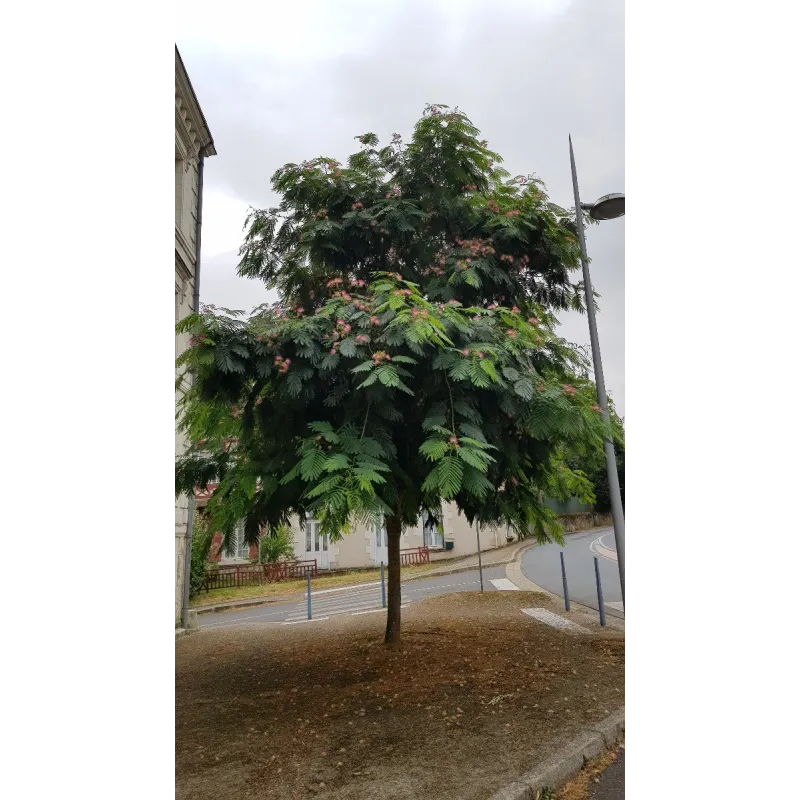 Albizia julibrissin 'Rouge Selection' / Arbre à soie à fleurs rouge / Conteneur de 3 à 4 litres / Baliveau