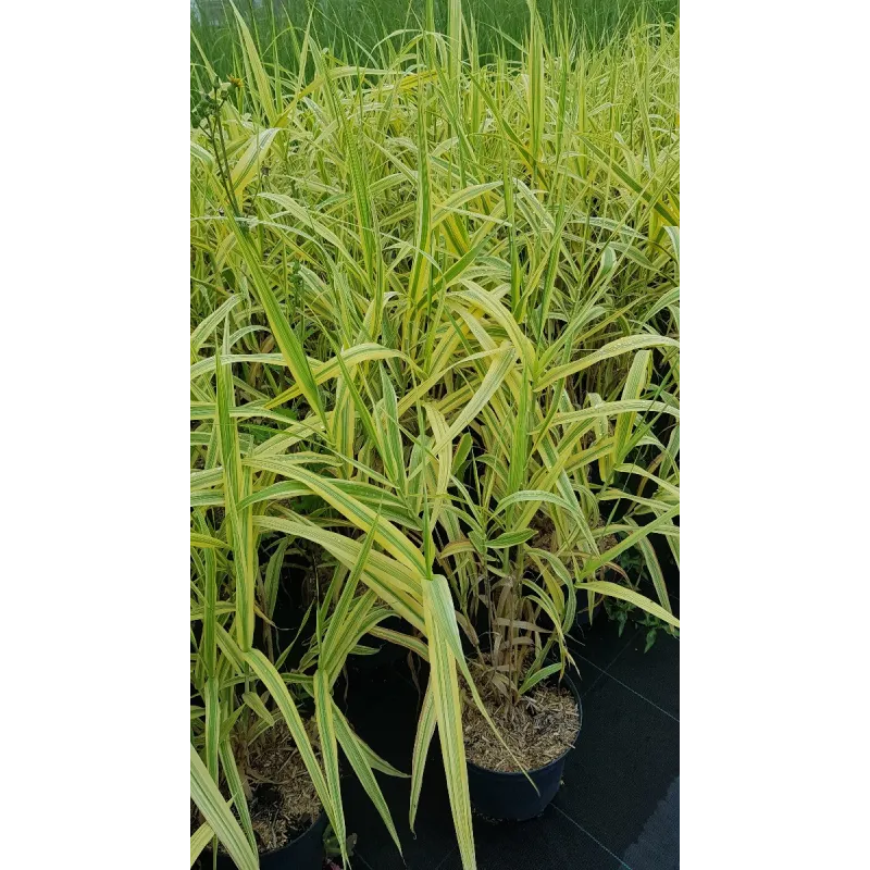 Arundo donax 'Aureovariegata' / Canne de Provence jaune / Conteneur de 3 à 4 litres