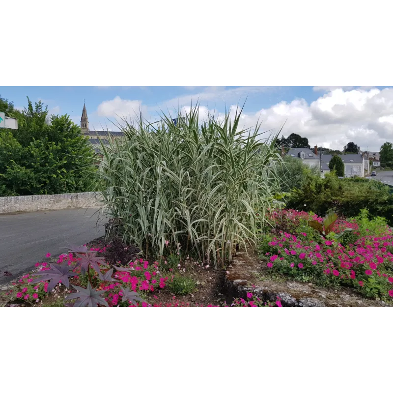 Arundo donax 'Variegata' / Canne de Provence panaché / Conteneur de 7 à 10 litres