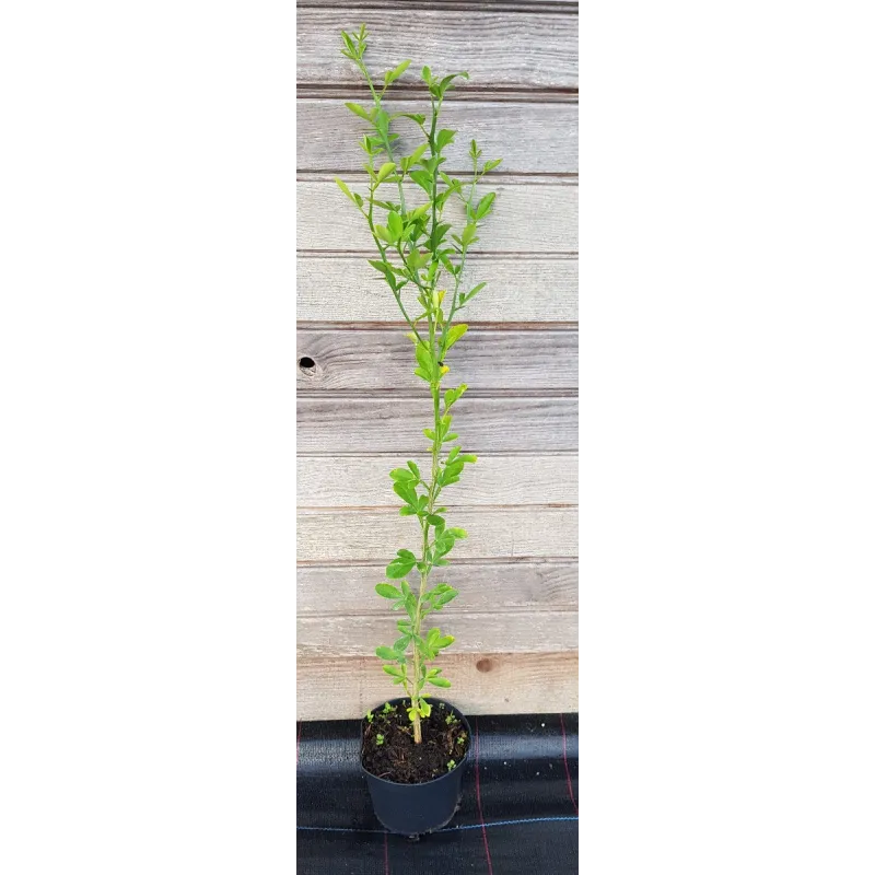 Citrange Carrizo (De semis) / Conteneur de 1 à 1.9 litres / Agrume