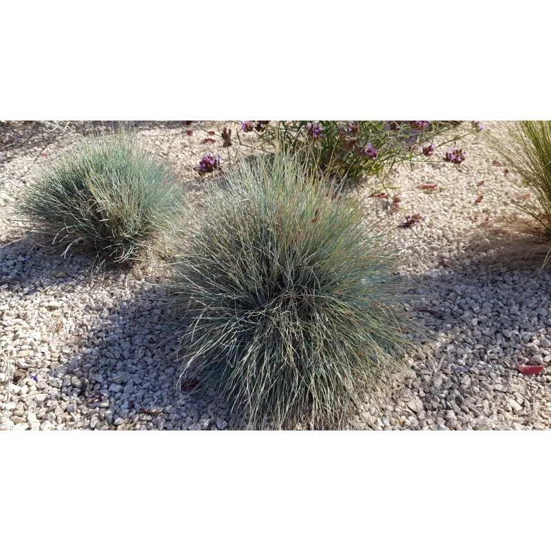 Festuca glauca 'Elijah Blue' / Fétuque Bleu / Conteneur de 7 à 10 litres / Graminée