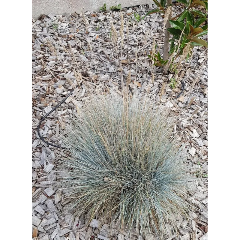 Festuca glauca 'Festina Blue' / Fétuque Bleu / Conteneur de 2 à 2.9 litres / Graminée