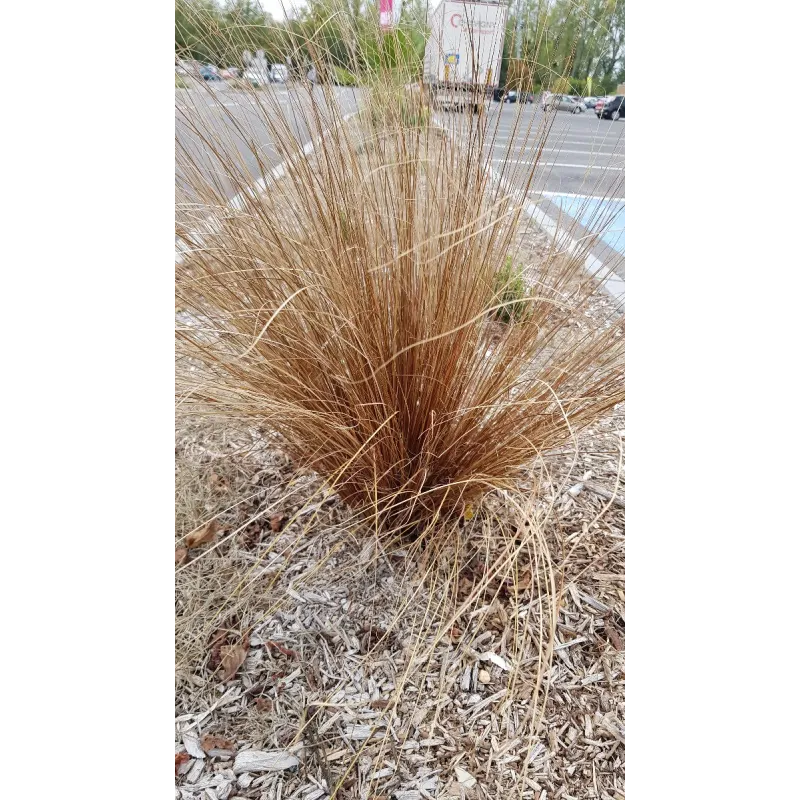 Carex buchananii / Laîche de Buchanan / Conteneur de 3 à 4 litres / Graminée