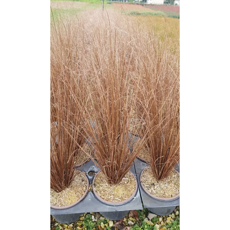 Carex buchananii 'Red Rooster' / Laîche de Buchanan / Conteneur de 3 à 4 litres / Graminée