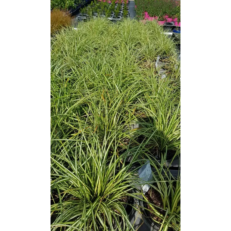 Carex oshimensis 'Evergold' / Laîche d’Oshima Evergold / Conteneur de 3 à 4 litres / Graminée