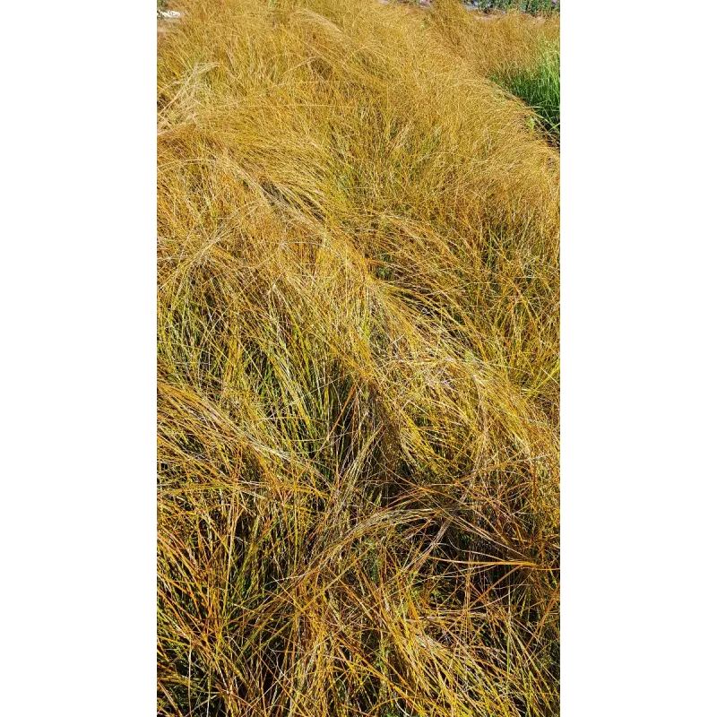 Carex testacea 'Prairie Fire' / Laîche orange / Conteneur de 3 à 4 litres / Graminée