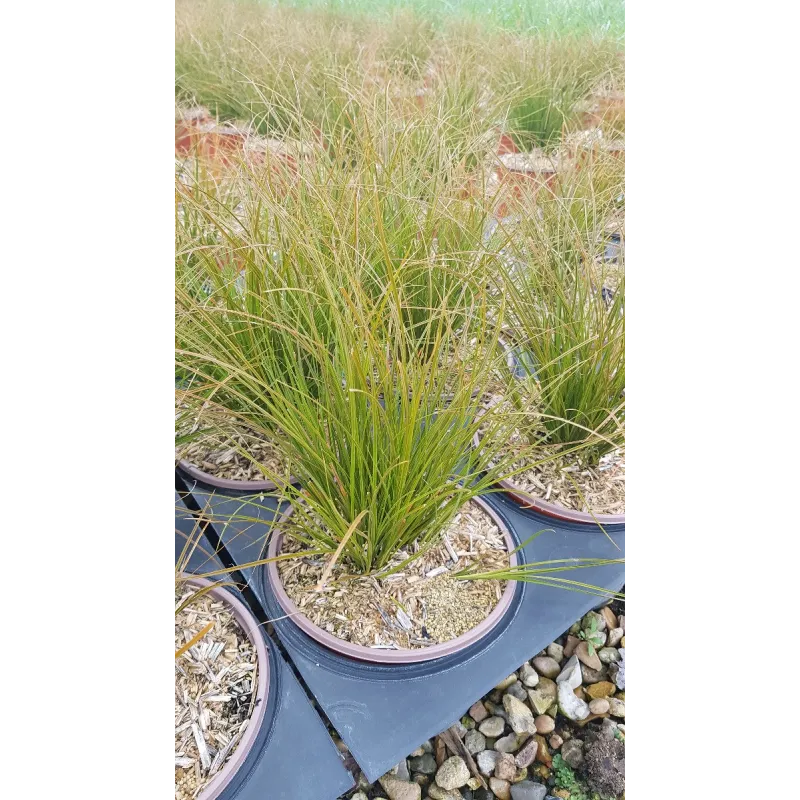 Carex testacea / Laîche orange / Conteneur de 3 à 4 litres / Graminée