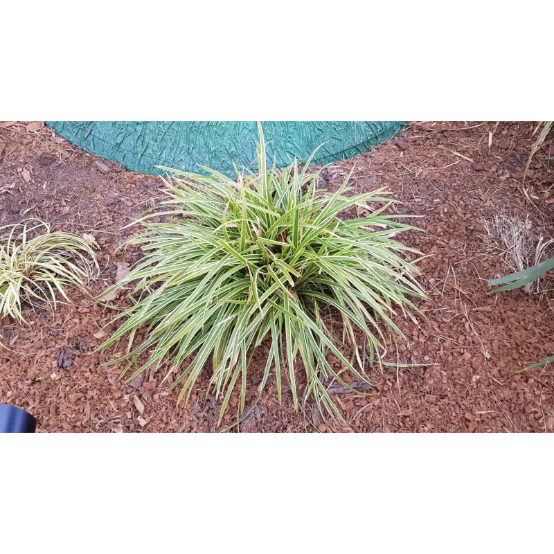 Carex morrowii 'Ice Dance' / Laîche du Japon / Conteneur de 2 à 2.9 litres / Graminée