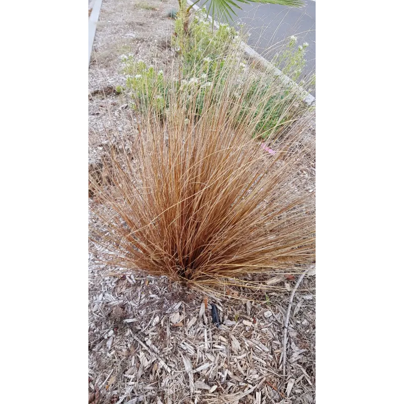 Carex flagellifera 'Bronzita' / Laîche à flagelles / Conteneur de 2 à 2.9 litres / Graminée