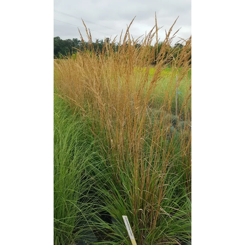 Calamagrostis x acutiflora 'Karl Foerster' / Calamagrostide / Conteneur de 7 à 10 litres / Graminée