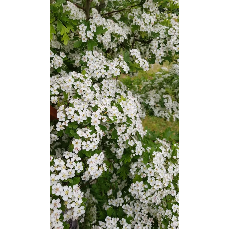 Crataegus monogyna / Aubépine blanche / Conteneur de 3 à 4 litres / Fruitier