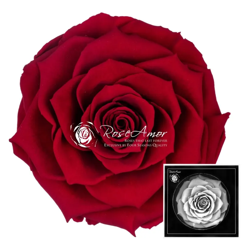 Bonita - Rose éternelle